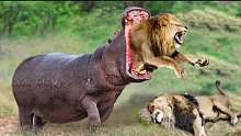 河马给狮子王上一课证明谁才是老大-野生动物袭击