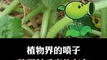 植物界的喷子是真的存在？