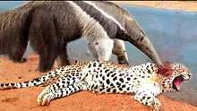 食蚁兽展现爆发力，歼灭豹子确立霸主地位野生动物攻击!