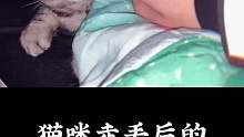 猫咪走丢后的，悲惨结局