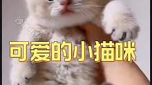 可爱的小猫咪