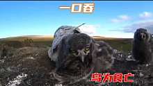 猫头鹰幼仔狼吞虎咽老鼠比它的脑袋还要大没想到它一口吞