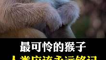 这些猴子人类应该永远铭记！