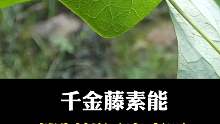 千金藤素的作用是什么？？