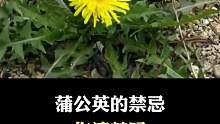 关于蒲公英的禁忌