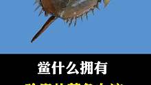 鲎的x液为什么是蓝色的？？