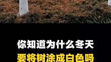 为什么冬天要将树涂成白色，你知道原因吗？