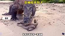 科莫多巨蜥乱吃东西的后果
