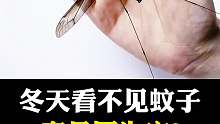 那么冬天的蚊子都去哪里啦？