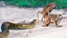 猴子使蟒蛇生气，可怕的屠杀发生了，蟒蛇进食遭到狮子围攻!
