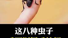 八种虫子千万不要直接用手拍打，不然后悔都来不及