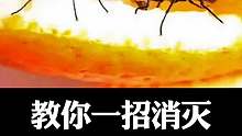 消灭苍蝇的正确方法