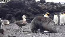 海豹正在给溺水的企鹅做心肺复苏