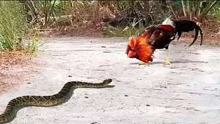 鸡蛇大战-公鸡猛烈攻击以保护小鸡免受蛇侵害，公鸡中的战斗机!