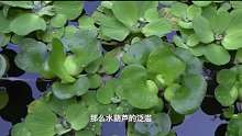 曾在我国泛滥成灾的水葫芦，现如今为何很少见了？它有何缺点？ 2
