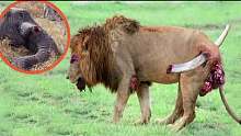 狮子王悲惨下场，惨败于动物界最凶猛的敌人之手，水牛反杀狮子!