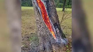 树心着火为何很难扑灭？？