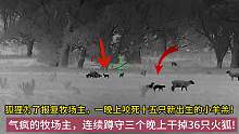 狐狸报复性咬s十多只绵羊，牧场主一枪一只干掉几十只狐狸