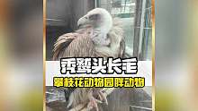 攀枝花动物园就连秃鹫都不秃了