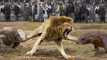 愚蠢的狮子因胆敢激怒科莫多巨蜥而遭报应-科莫多对战牛、狮子。