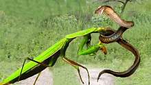 我的天啊!螳螂捕获毒蛇攻击猎物死亡-这就是为什么蛇害怕螳螂 !
