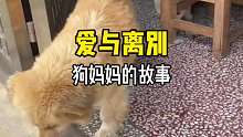 这是一只狗妈妈的感人故事……