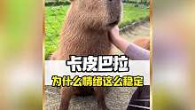 为什么卡皮巴拉情绪会这么稳定呀！