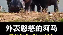 外表憨憨的河马原来那么吓人？？