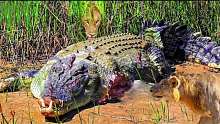 可怕的时刻，鳄鱼上岸与疯狂的狮子搏斗时受了重伤，报复行动!