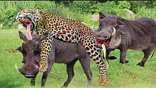 激烈的生存之战，疣猪在最后一刻咬掉了豹子尾巴，鬣狗vs猎豹!