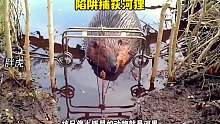 护林员法克打算设置陷阱捕捉河狸