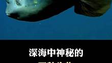 深海中神秘的三种生物