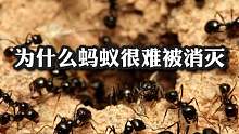 为什么蚂蚁很难被消灭