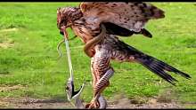 鹰的硬喙轻松击败眼镜蛇，老鹰疯狂的袭击