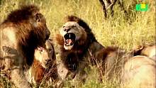 狮王最后一场惨烈的战斗
