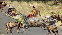 野狗袭击!野狗发现他的同伴被鳄鱼撕裂时的可怕报复，动物攻击!