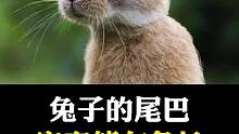 你绝对意想不到的兔子的尾巴有多长