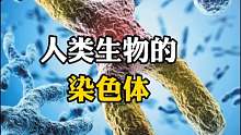 人类的染色体