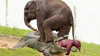 冷血鳄鱼因选择错误的时间在小象狩猎战中遭遇反杀，动物攻击!