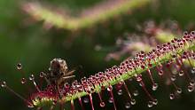 植物界蛇蝎美人，叉叶茅膏菜的昆虫盛宴