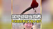 老大爷养国宝，濒危物种养出了一大群