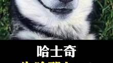 哈士奇为啥那么二？