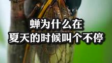 蝉为什么在夏天叫个不停？