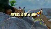 狒狒撸走小羚羊