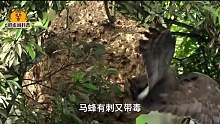 第二集 蜂鹰单挑马蜂群，无惧上千只马蜂围攻，生撕蜂巢，取走蜂蜜