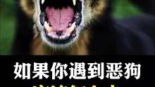 路上遇到恶狗该怎么办？