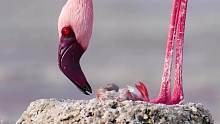 火烈鸟吃这种食物能让全身变的粉红
