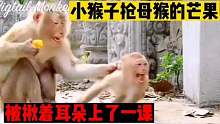 小猴子抢母猴的芒果吃，被揪住耳朵上了一课