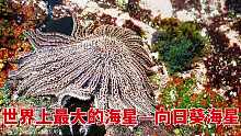 珊瑚是动物还是植物？世界上最大的海星——向日葵海星，居然干不过一个小小的蠕虫和帽贝？！