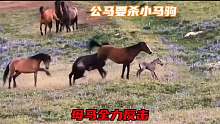 公马要杀小马驹，母马全力反击，两匹公马陷入混战，母爱太伟大了